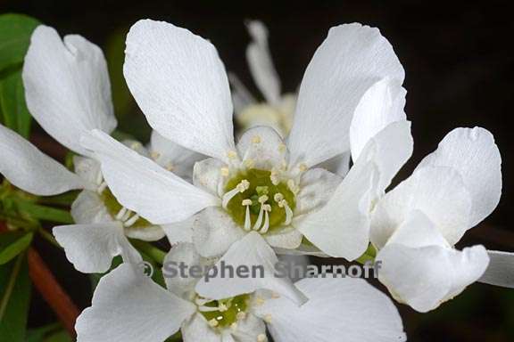 exochorda giraldii 4 graphic